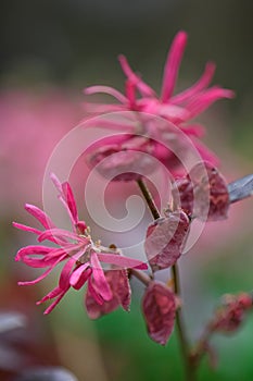 Chinese fringe flower Loropetalum chinense Firedance, red flower