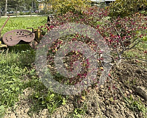 Chinese fringe flower shrub and ancient winery equipment in the lawn at the Lodi Corazza Winery