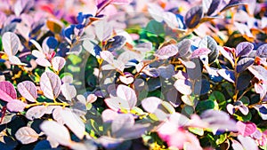 Chinese fringe flower, tree with plants Garden for home decoration. Colorful leaves Beautiful nature. ecology background