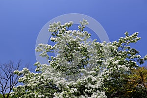 Chinese fringetree white flower in full bloom