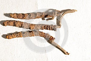 Chinese fungus cordyceps, Chinese folk medicine. Tibetan herbs and drugs are collected in the Himalayas