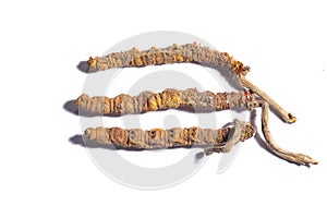 Chinese fungus cordyceps, Chinese folk medicine. Tibetan herbs and drugs are collected in the Himalayas