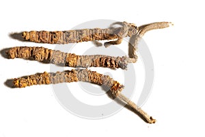 Chinese fungus cordyceps, Chinese folk medicine. Tibetan herbs and drugs are collected in the Himalayas