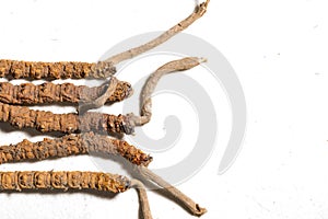 Chinese fungus cordyceps, Chinese folk medicine. Tibetan herbs and drugs are collected in the Himalayas