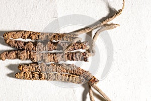 Chinese fungus cordyceps, Chinese folk medicine. Tibetan herbs and drugs are collected in the Himalayas