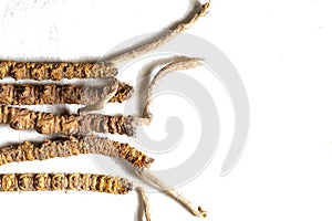 Chinese fungus cordyceps, Chinese folk medicine. Tibetan herbs and drugs are collected in the Himalayas