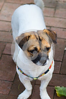 Chinese garden dogï¼ˆCanis lupus familiarisï¼‰