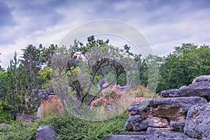 Chinese garden. Garden of Eternal Happiness. Sommer landscape