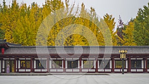 Chinese garden, ginkgo yellow leaves in in autumn