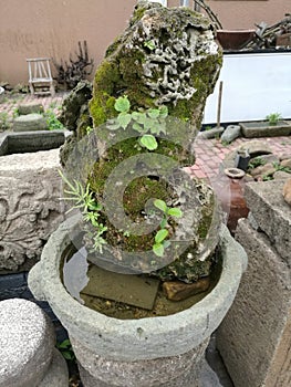 Chinese garden landscape