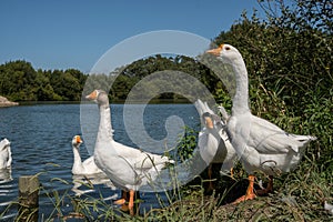 Chinese geese group portrait by a pond in summer