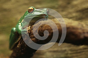 A Chinese Gliding Frog With Eyes Closed