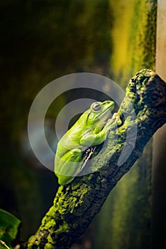 Chinese gliding tree frog