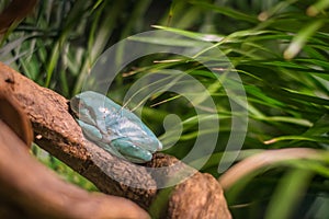Chinese gliding tree frog in aquarium in Berlin Germany
