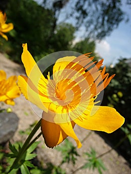 Chinese globeflower