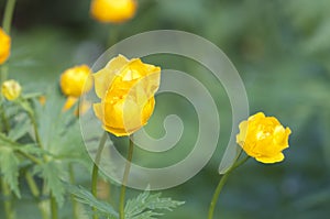 Chinese globeflower Trollius chinensis close up