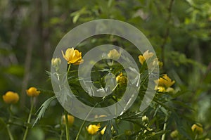 Chinese globeflower Trollius chinensis close up