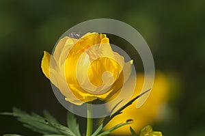 Chinese globeflower Trollius chinensis close up