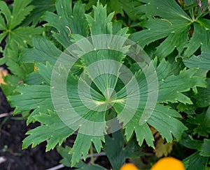 Chinese Globeflower Trollius chinensis Golden queen, close-up of three-lobed leaf