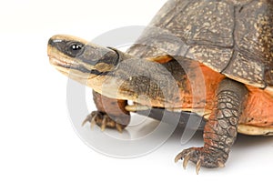 Chinese Golden Coin Box Turtle