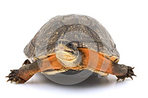 Chinese Golden Coin Box Turtle