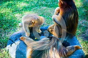 Chinese Golden monkeyRhinopithecus, a very rare primate