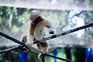 Chinese Golden monkeyRhinopithecus, a very rare primate