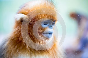 Chinese Golden monkeyRhinopithecus, a very rare primate