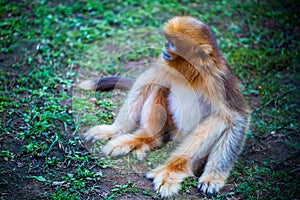 Chinese Golden monkeyRhinopithecus, a very rare primate