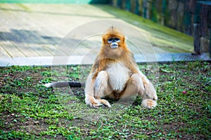 Chinese Golden monkeyRhinopithecus, a very rare primate