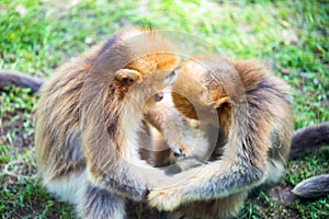 Chinese Golden monkeyRhinopithecus, a very rare primate