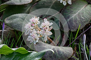 Chinese golden saxifrage, Chrysosplenium macrophyllum, flowering plant