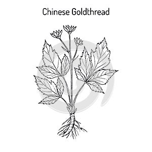 Chinese goldthread Coptis chinensis , medicinal plant