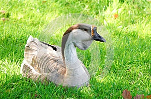 Chinese Goose Anser cygnoides