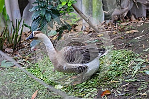 Chinese goose in the garden