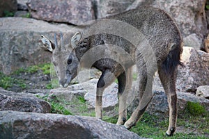 Chinese goral (Nemorhaedus griseus).