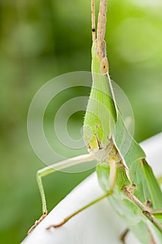 Chinese grasshopper