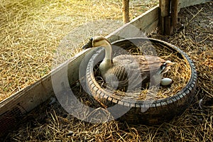 Chinese gray geese that is laying eggs.