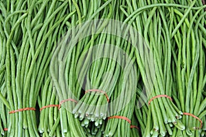 Chinese green long beans bunched for market