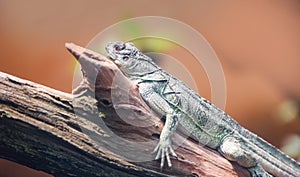 Chinese Green Water Dragon on branch tree