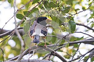 Chinese Grosbeak