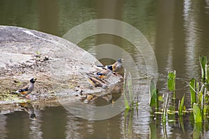 Chinese Grosbeaks