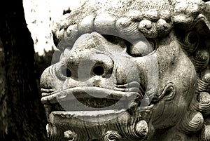 Chinese guard dragon stature