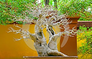 Chinese hackberry bonsai cascade plant