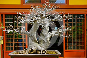 Chinese hackberry bonsai plant