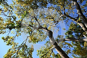 Chinese hackberry ( Celtis sinensis ) yellow leaves. Cannabaceae deciduous tree.