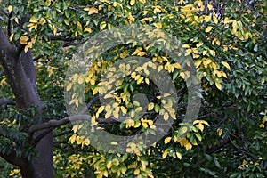 Chinese hackberry ( Celtis sinensis ) yellow leaves. Cannabaceae deciduous tree.