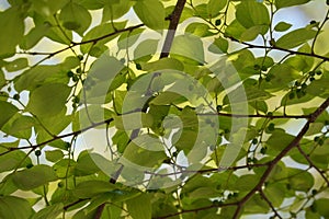 Chinese hackberry Nettle tree ( Celtis sinensis ) Green leaves and fruit (drupe). photo