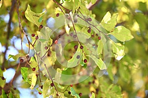 Chinese hackberry Nettle tree ( Celtis sinensis ) Yellow leaves and fruit (drupe).