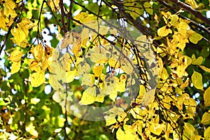 Chinese hackberry Nettle tree ( Celtis sinensis ) Yellow leaves and fruit (drupe).